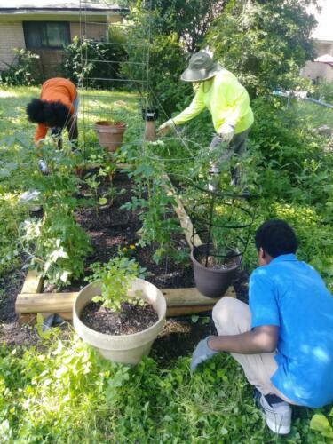 Inter-generational Gardening